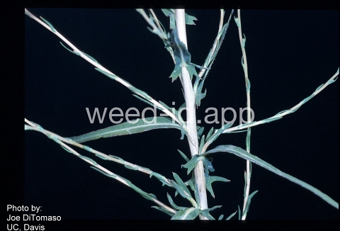 lettuce, willowleaf